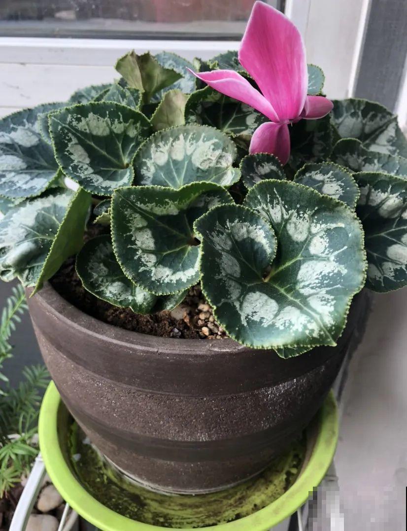 8种花，年年买，年年养死，今年可别当冤大头