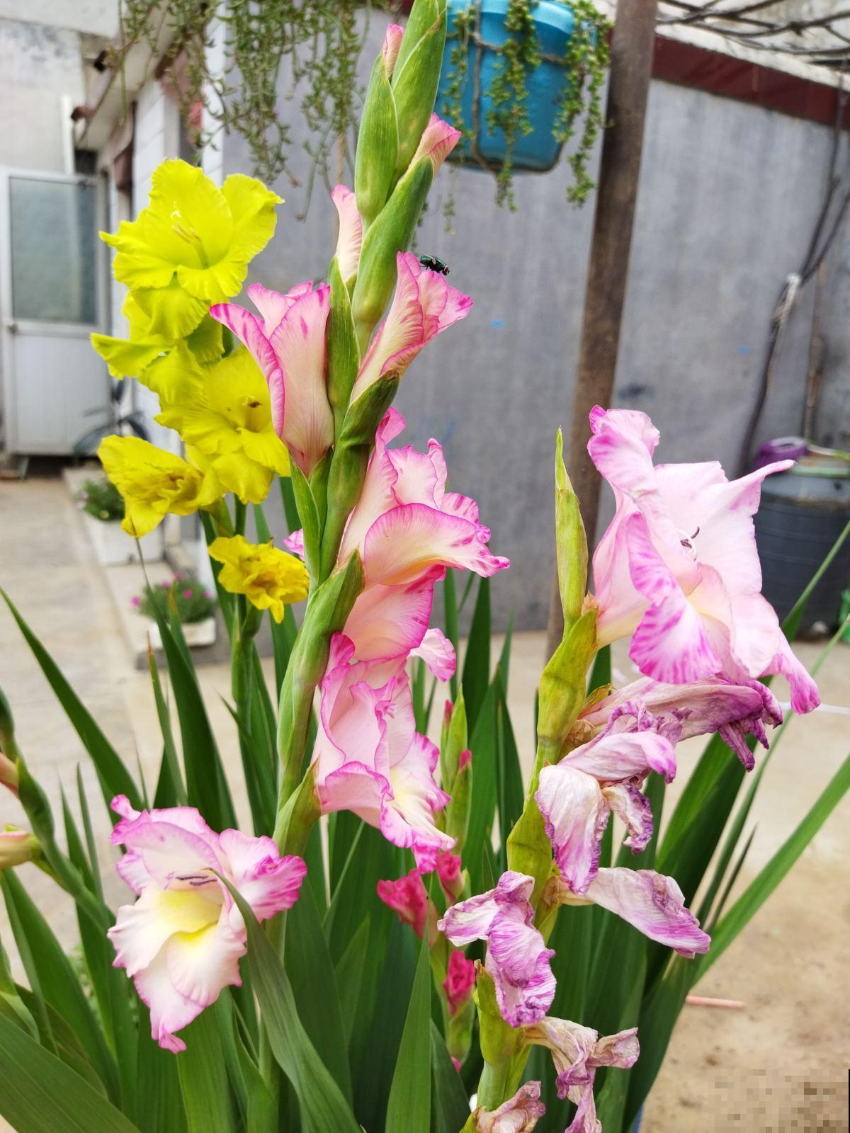 男人和女人喜欢的花，不敢说一模一样，只能说毫无关系