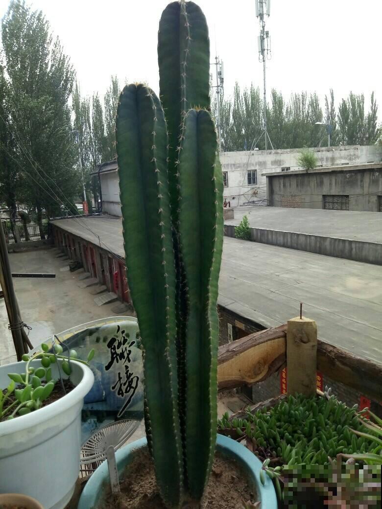 花也能“镇宅“，4种绿植养家里，安全感十足