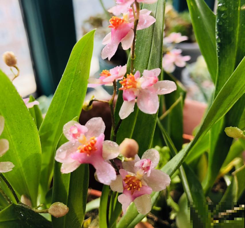 家居必备4种干净花，不招虫易养活，爱干净的人都爱养