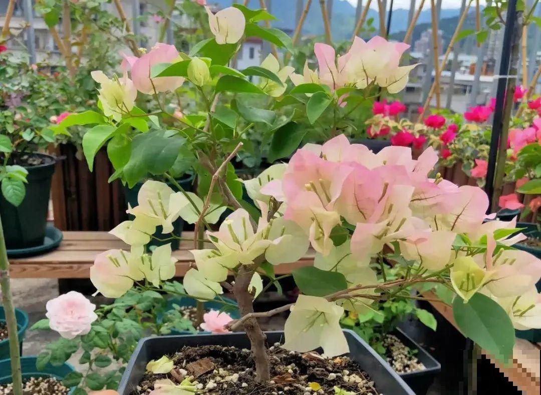 八种花养成老桩,有镇宅旺家好兆头,生机满满 八种花养成老桩,有镇宅旺家好兆头,生机满满