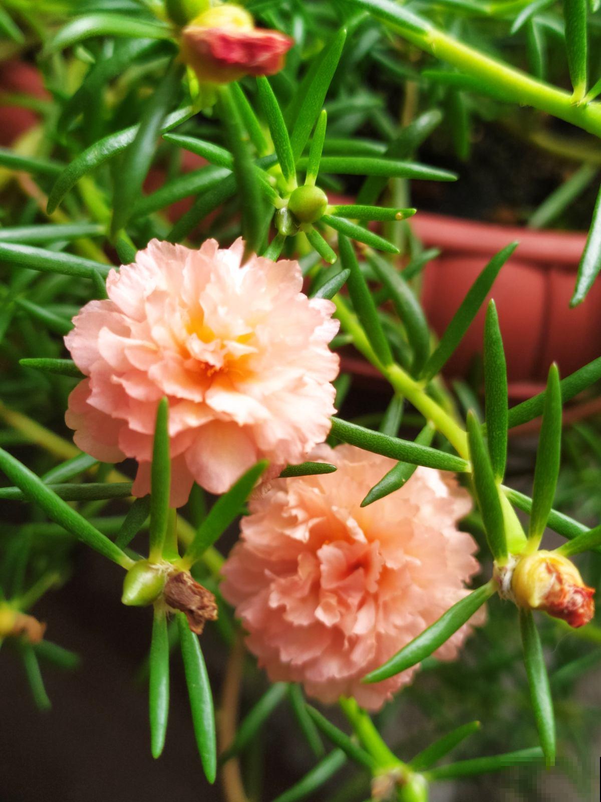 农村随处可见的牛粪，城里人当个宝，拿来养花正合适