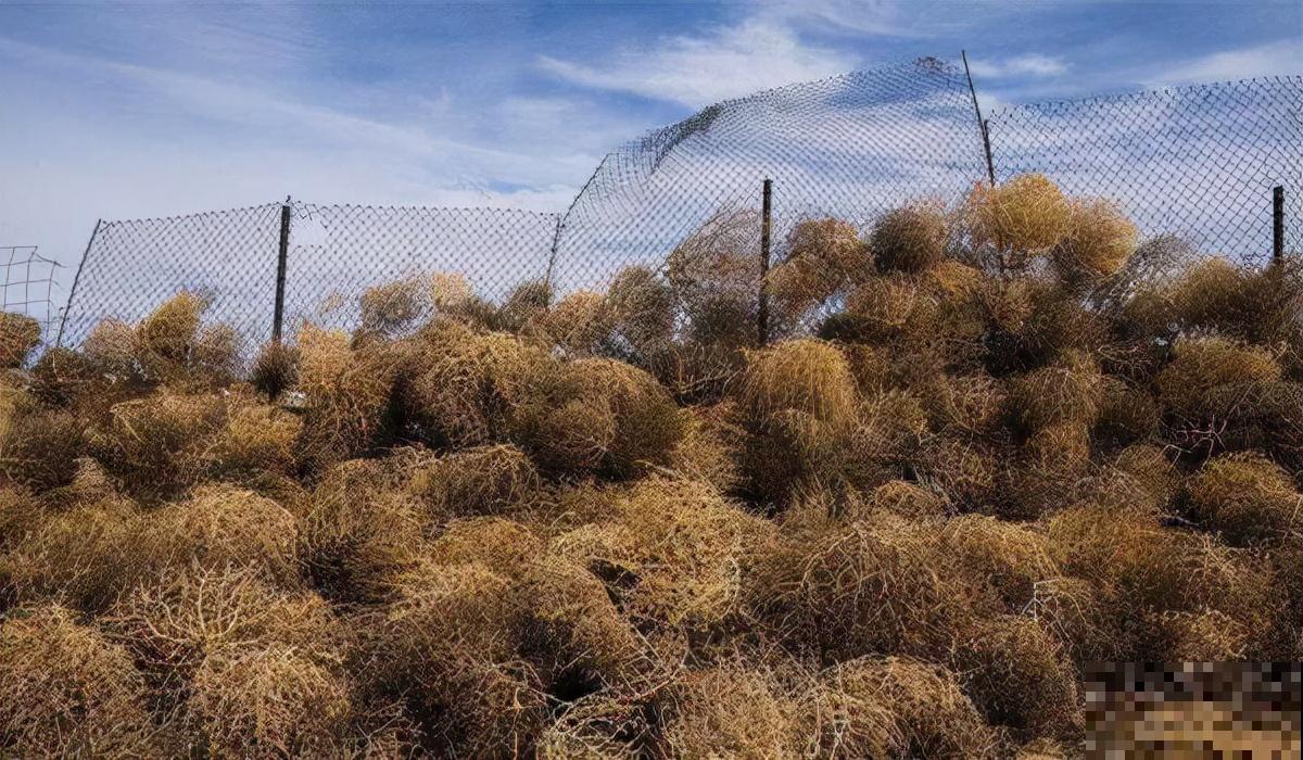 1种野草让美国人心累，中国人却做成美食，废物利用真是高明