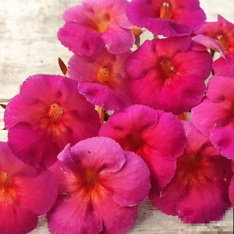 长筒花是“室内花量王者”，没光也能开爆盆，阳台党福音