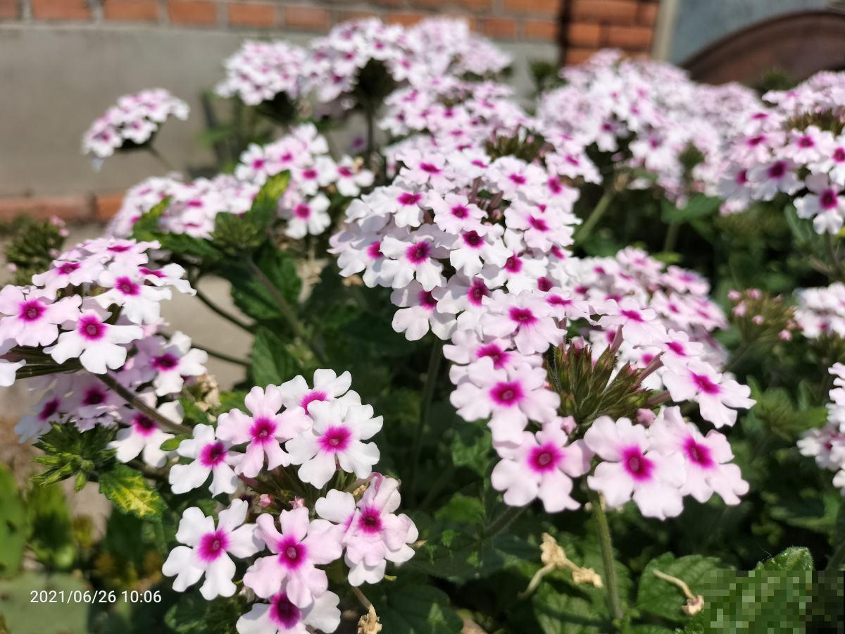 1种“美女花”，长在路边是野花，回家种就成了“开花机器”