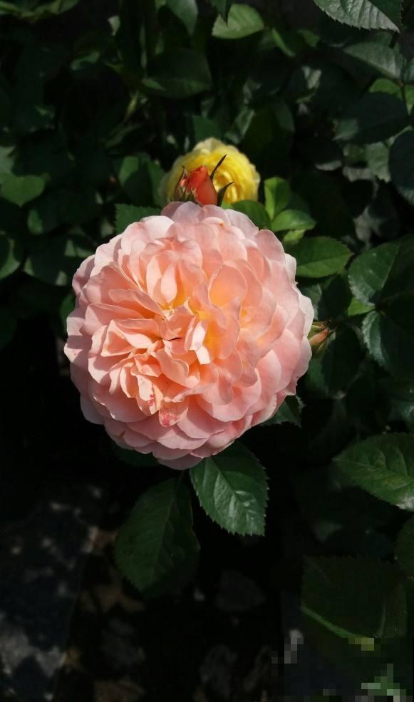 养花最重要的4个时间点，稍不注意，就会“全军覆没”