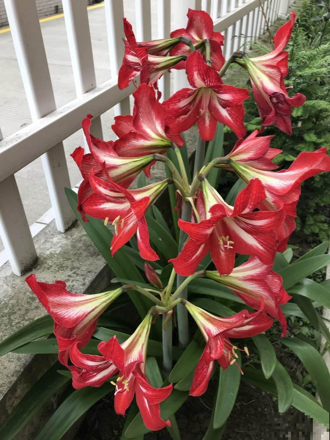 北方冬天,她的院子依旧开花满园,南方人看了都羡慕 北方冬天,她的院子依旧开花满园,南方人看了都羡慕