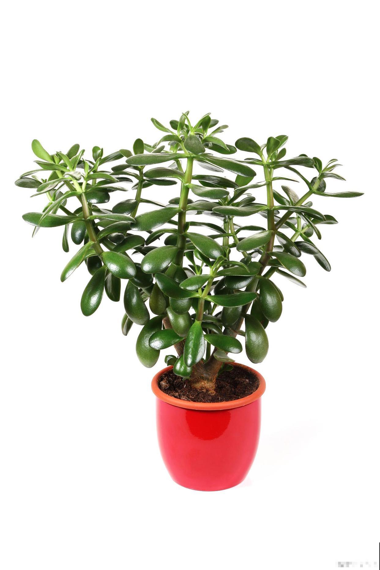 常见20种净化空气的室内植物