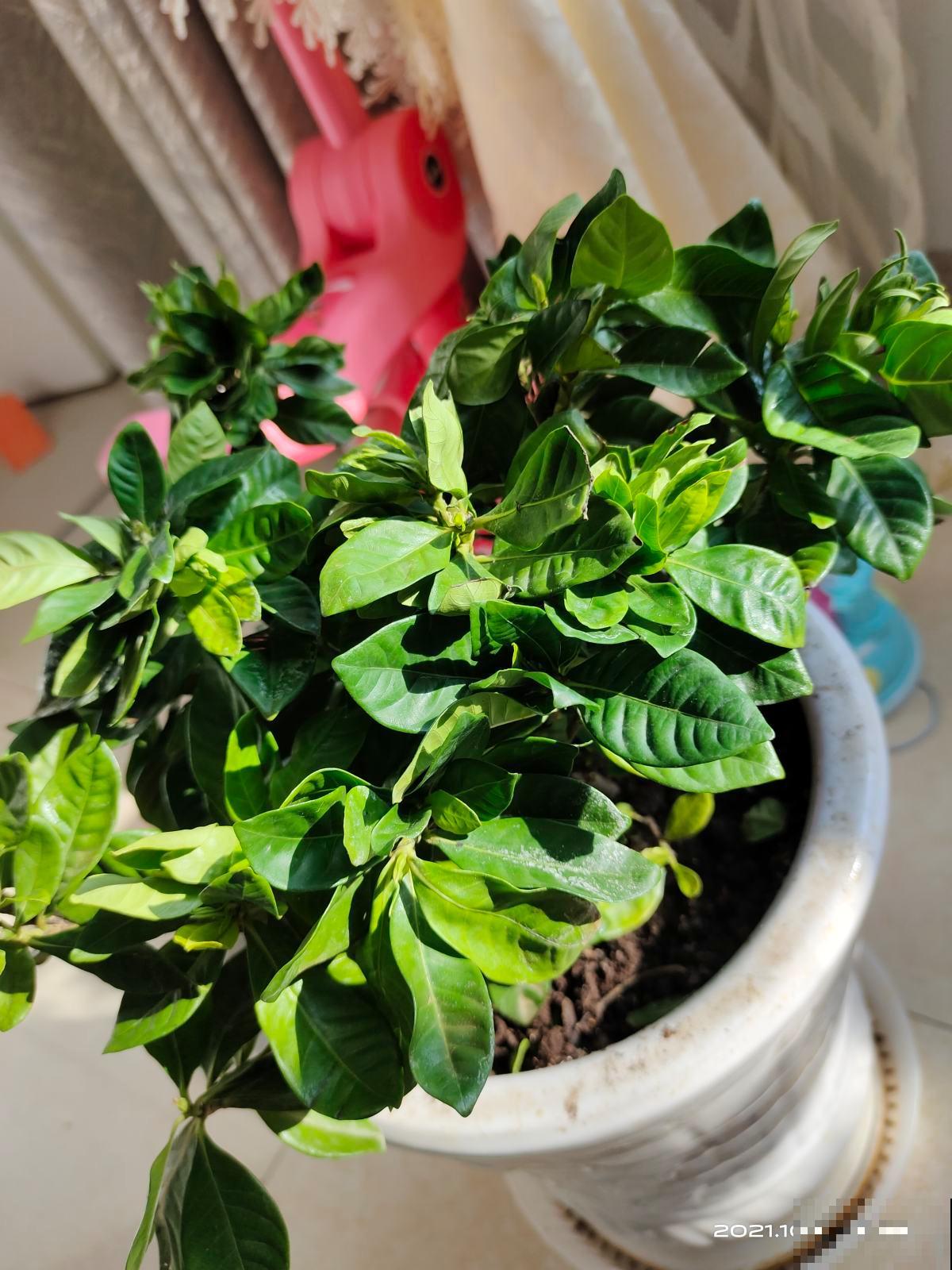 5种花现在别换盆,掉花落叶没商量,一不小心只剩光盆 5种花现在别换盆,掉花落叶没商量,一不小心只剩光盆