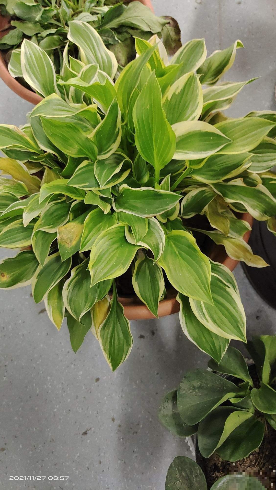 玉簪耐阴耐寒,零下20度冻不死,冬天养很合适 玉簪耐阴耐寒,零下20度冻不死,冬天养很合适