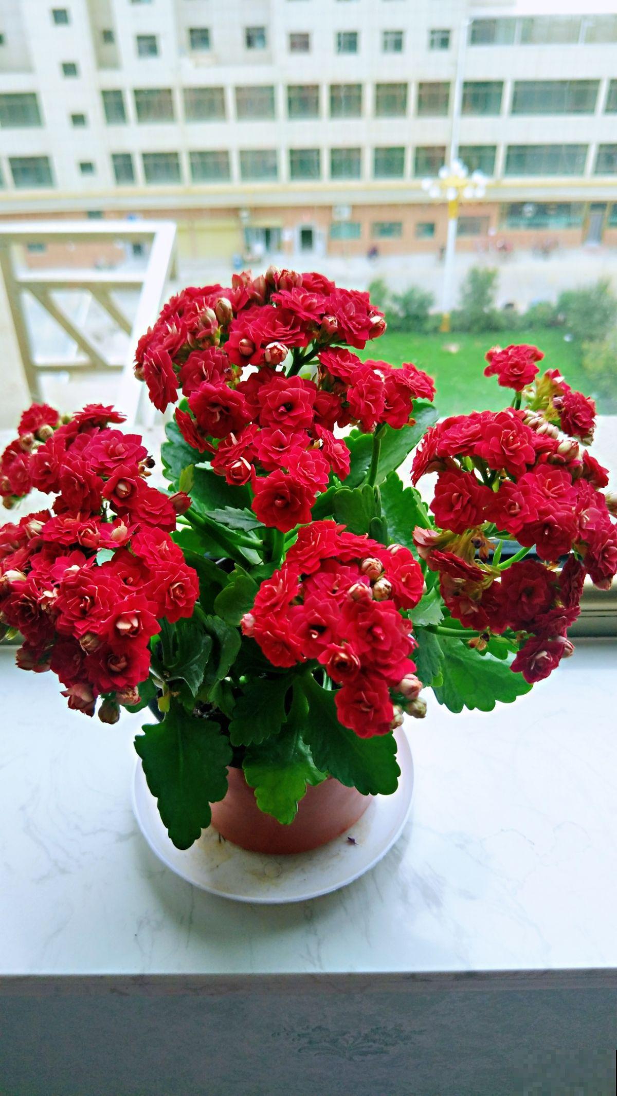 8种花红得像火，一看就特吉祥，养家里红红火火真喜庆