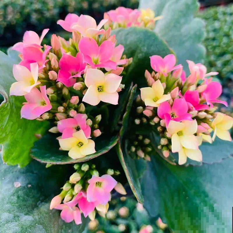 冬天常见的“吉利花”，耐旱皮实花量大，大半年都在开花