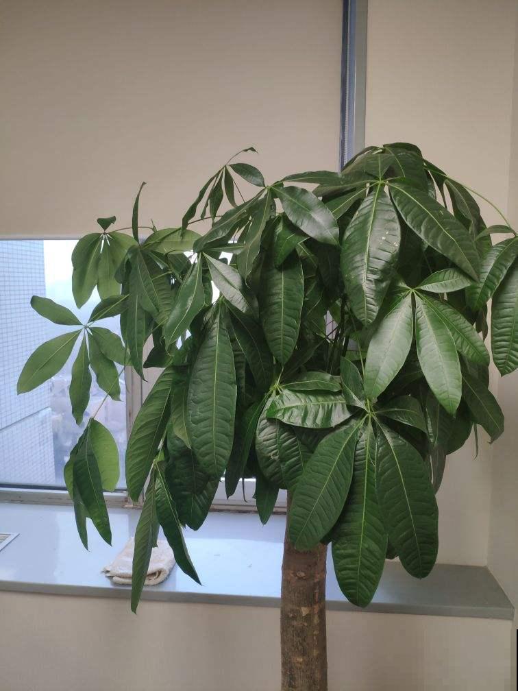 5种绿植,对抗眼疲劳特有效,远离眼干眼涩 5种绿植,对抗眼疲劳特有效,远离眼干眼涩