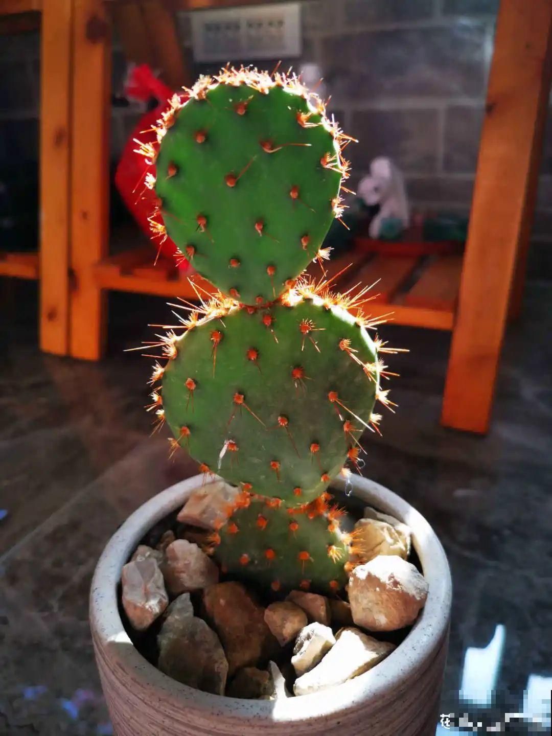 新房装修完，养盆“天然净化器”，净化空气身体棒