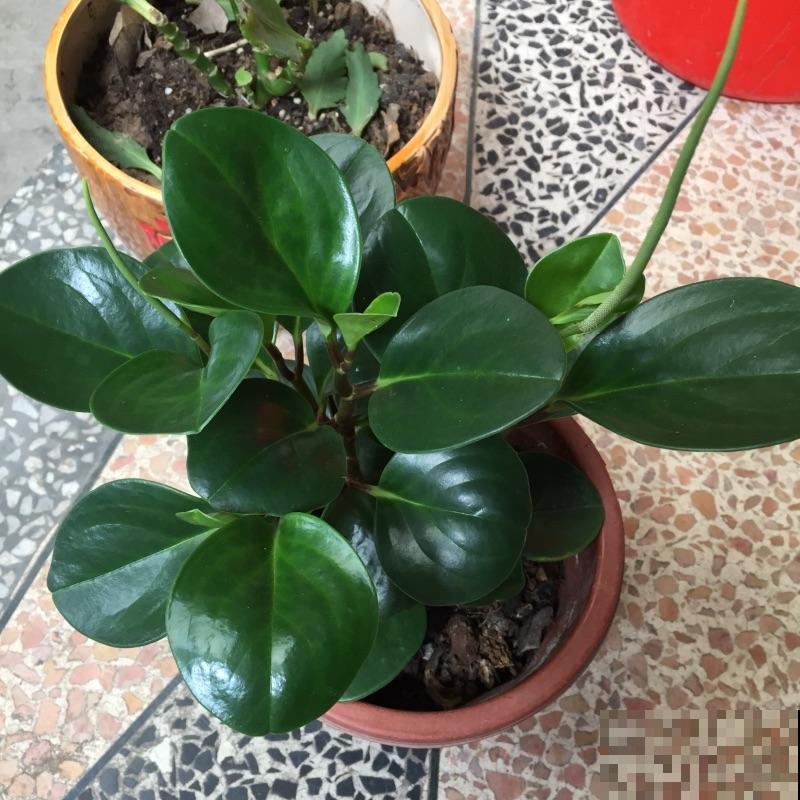 同样在养豆瓣绿，邻居养成老桩，凭什么我的叶子就是发黄？