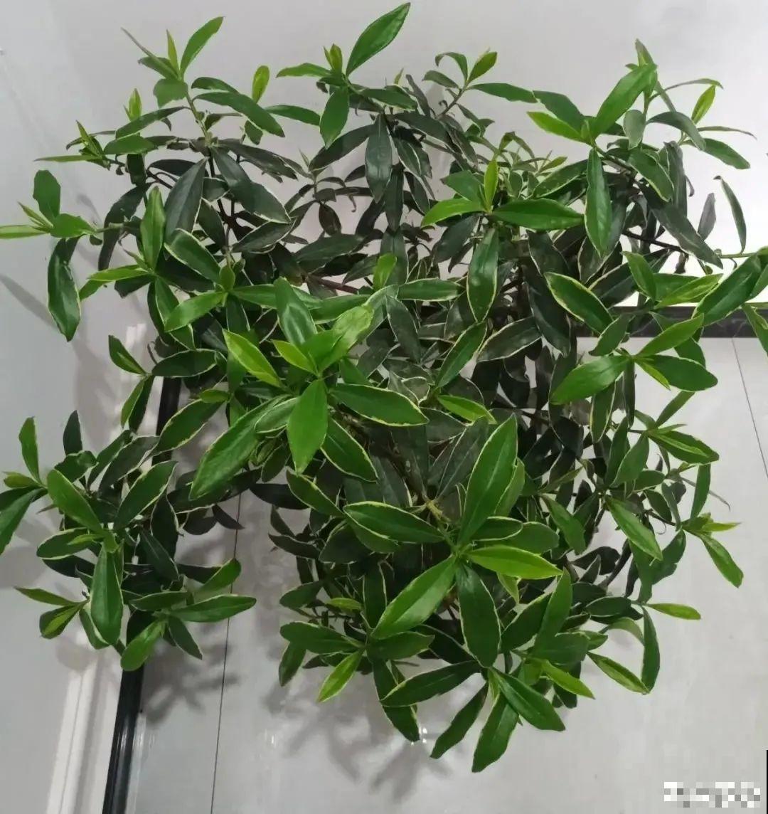 秋天在家养盆“香香花”，满屋子香味，还特耐寒