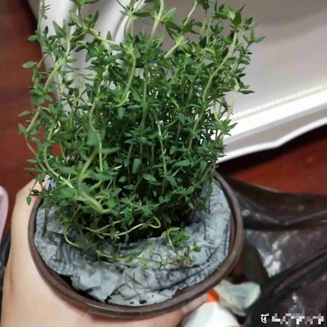 6种盆栽能吃,掐掉一节很快冒新芽,味道芳香营养丰富 6种盆栽能吃,掐掉一节很快冒新芽,味道芳香营养丰富