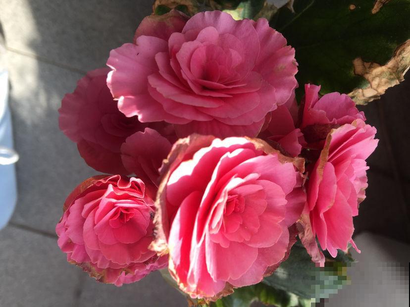 家里有庭院的，就种“玉堂富贵”，金玉满堂富