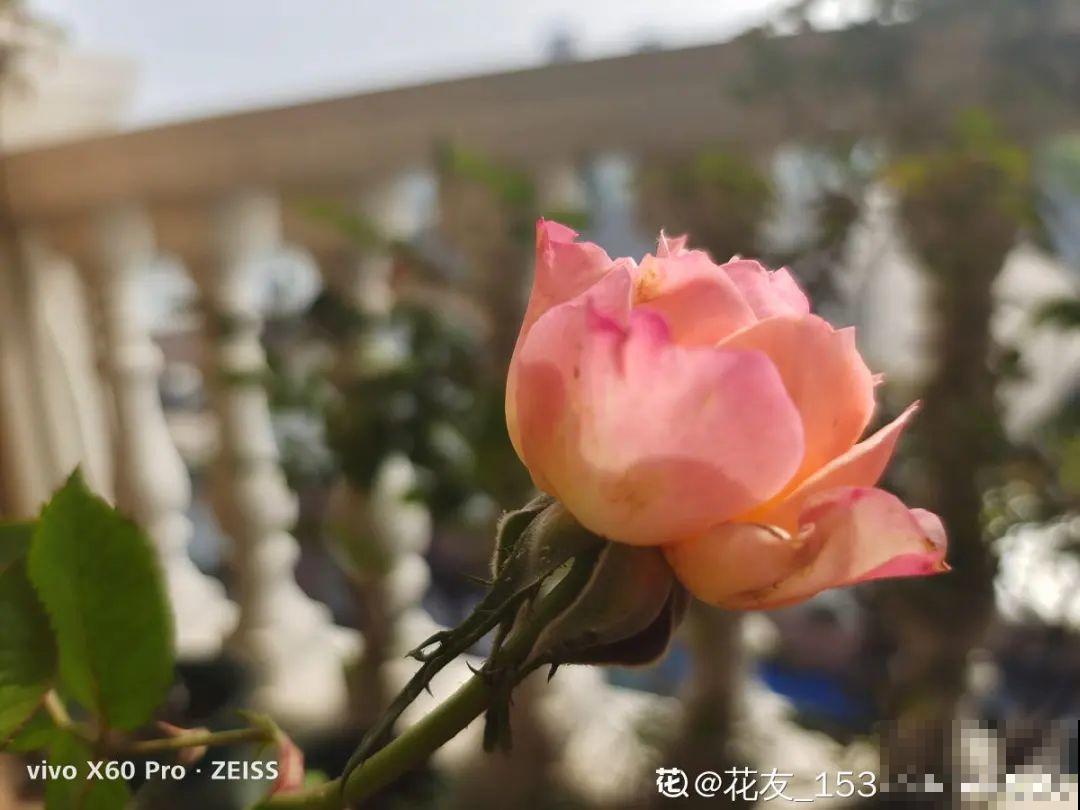 新房装修完，养盆“天然净化器”，净化空气身体棒