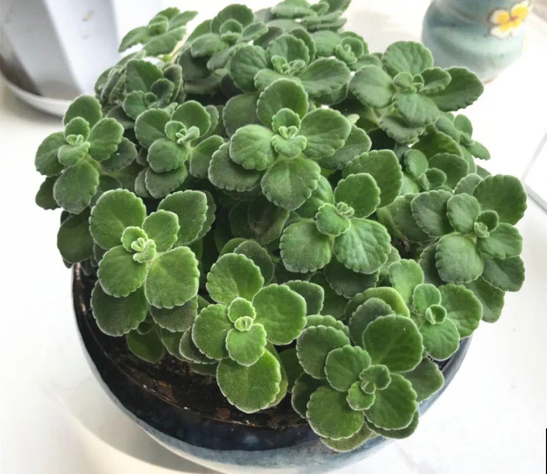 10种花，冬天别喷水，越喷越烂叶，变成光杆特丑