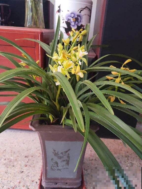 养兰花最怕死磕，4个“改变”，学会变通才是大神