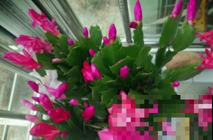 蟹爪兰、长寿花僵苗,必须掐几下,重新换盆养! 蟹爪兰、长寿花僵苗,必须掐几下,重新换盆养!