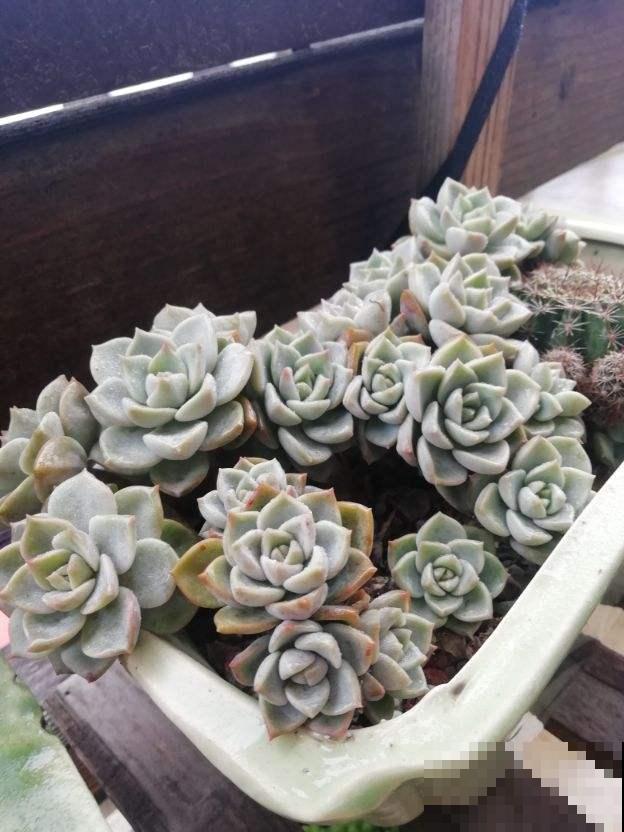 去她家里才知道，什么是多肉大户，有2盆原来这么爱爆盆