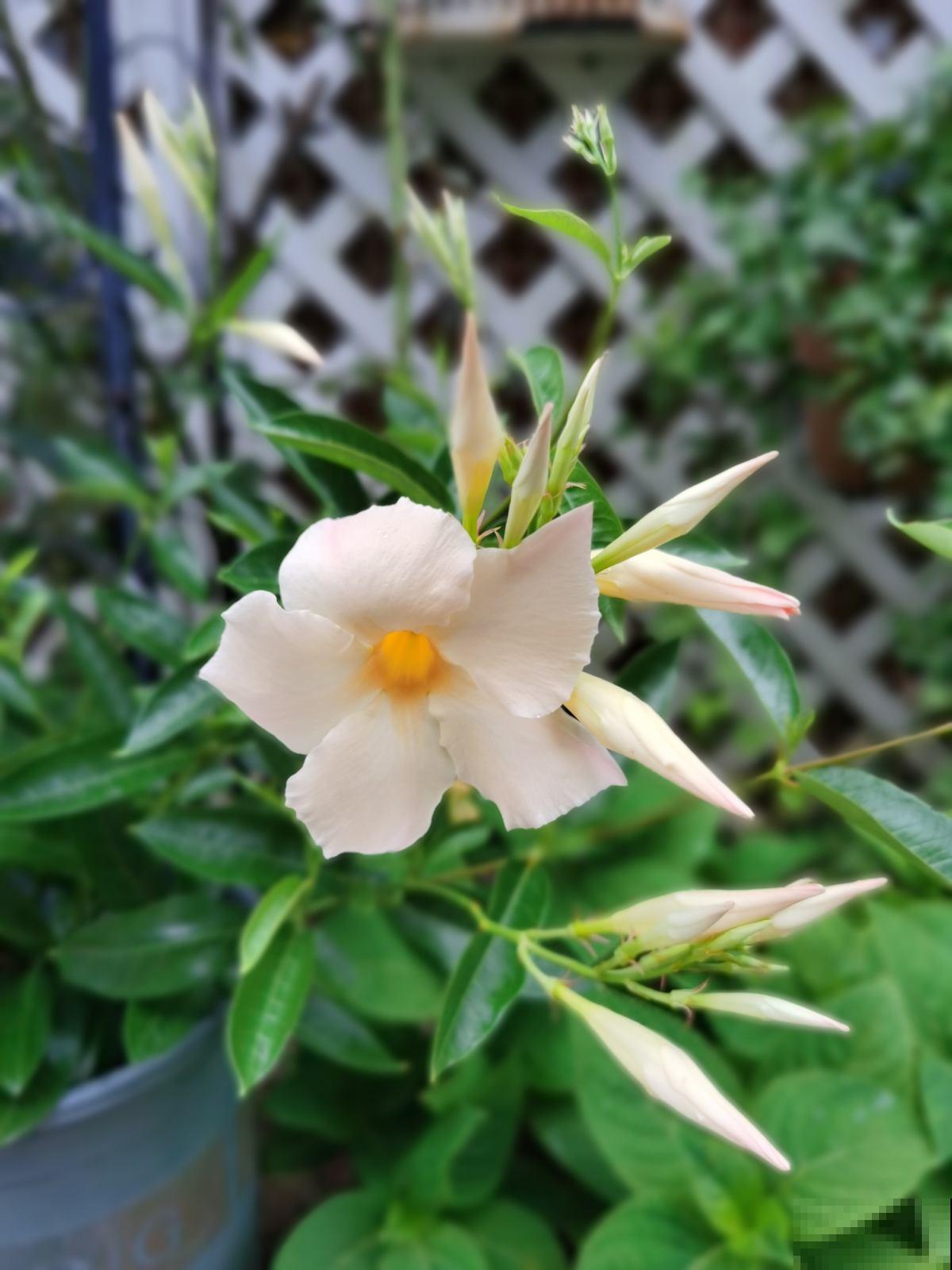 冬天给花浇水，要注意3点，植物喝饱水长得旺