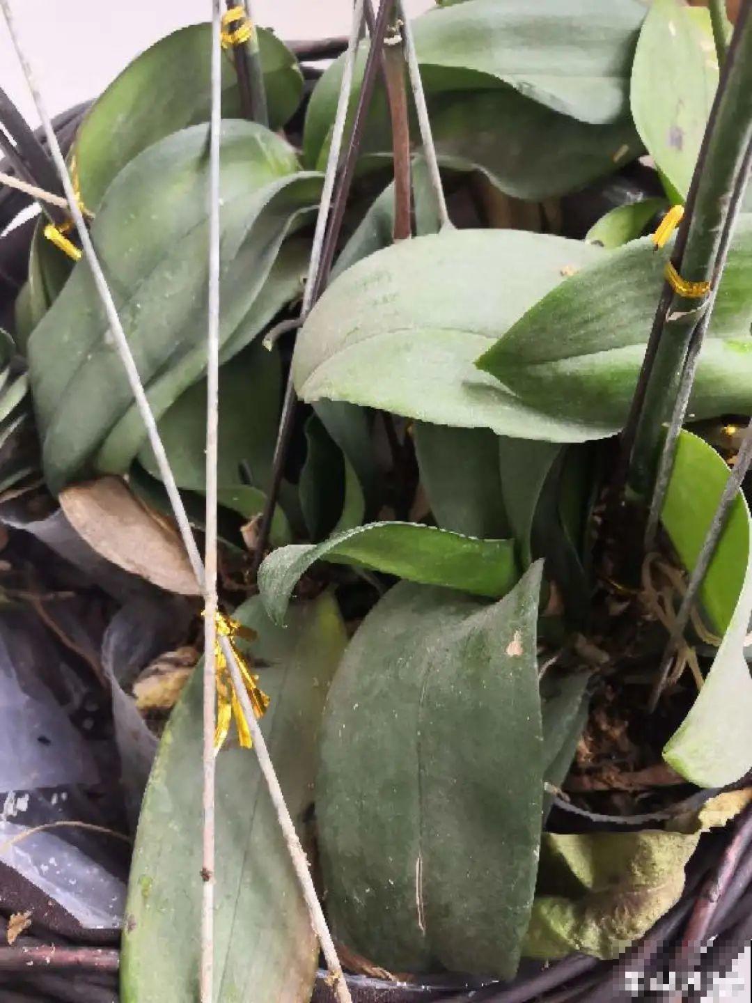 养花大棚倒闭,“贵货花”路边扔了一地,后悔没带个大麻袋 养花大棚倒闭,“贵货花”路边扔了一地,后悔没带个大麻袋