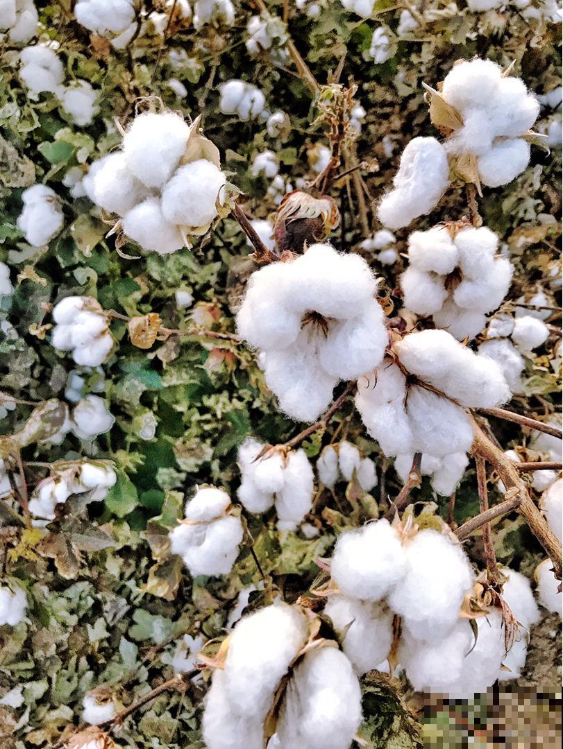 女人到了不同年龄段，代表的花也有变化，你觉得对吗