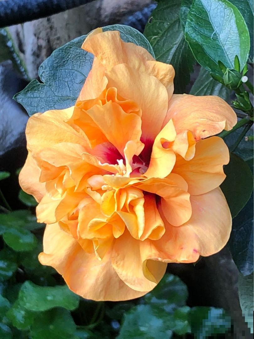 植物有这4个现象，千万别买回家，白花钱还养不活