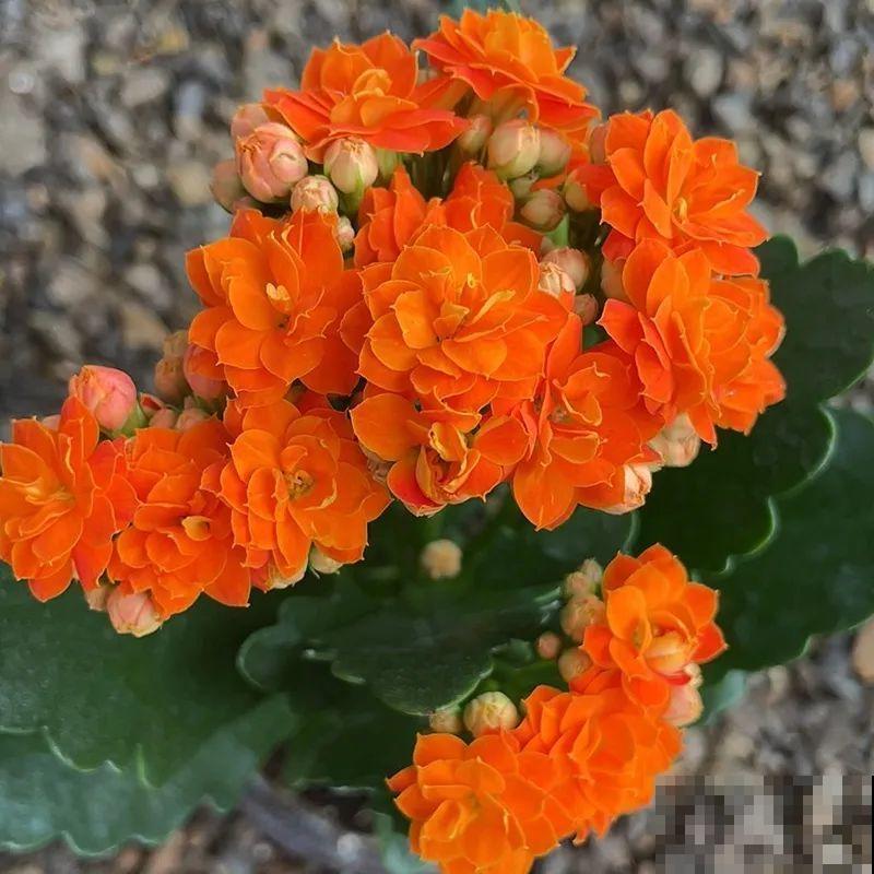 冬天常见的“吉利花”，耐旱皮实花量大，大半年都在开花