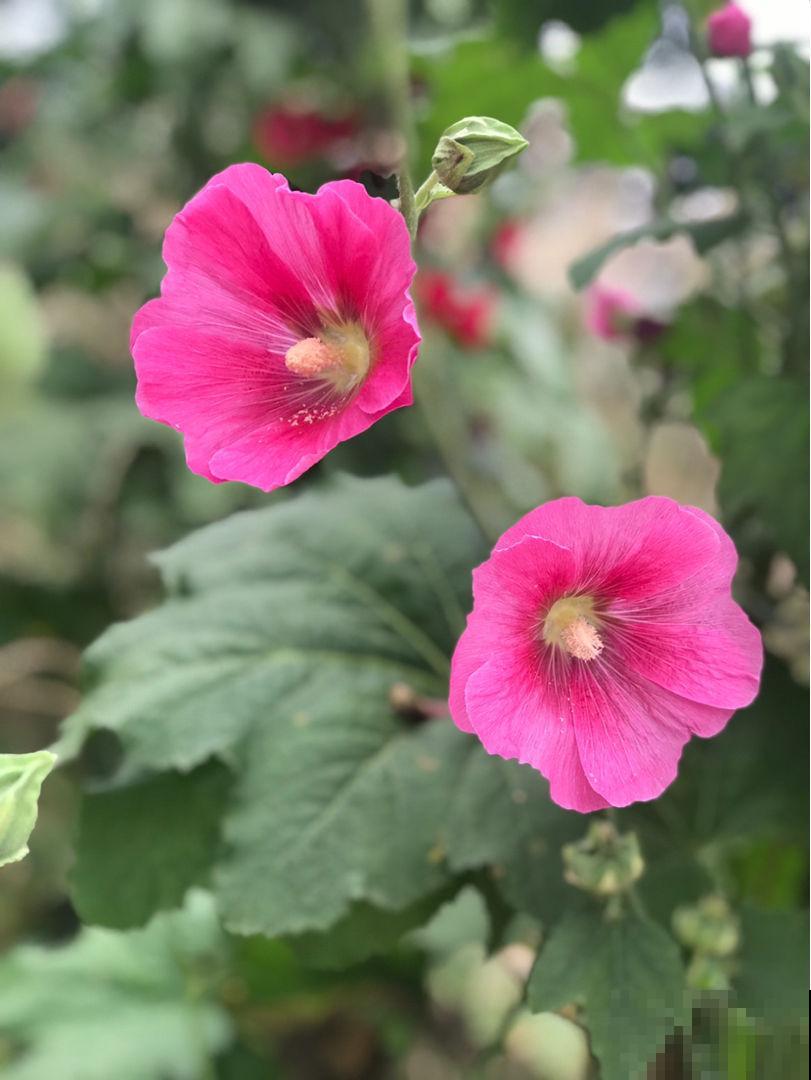 甄嬛传华妃口中的“一丈红”，其实就是蜀葵，开花艳丽多彩花期长