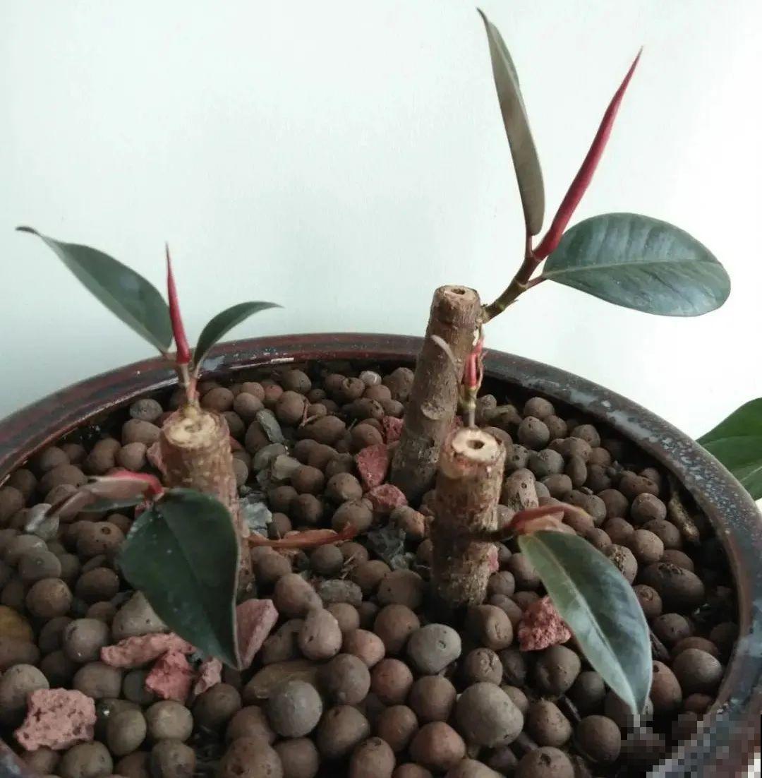 10种花得穷养，盆越小、水越少，越长得旺