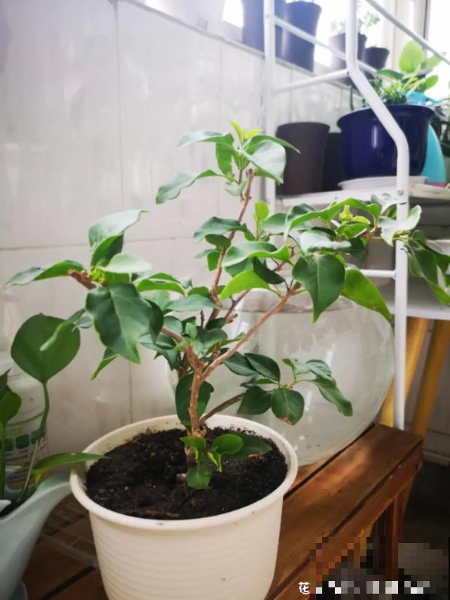 秋天给花补点“猛肥”,嫩芽一茬接一茬,花苞呼呼冒 秋天给花补点“猛肥”,嫩芽一茬接一茬,花苞呼呼冒