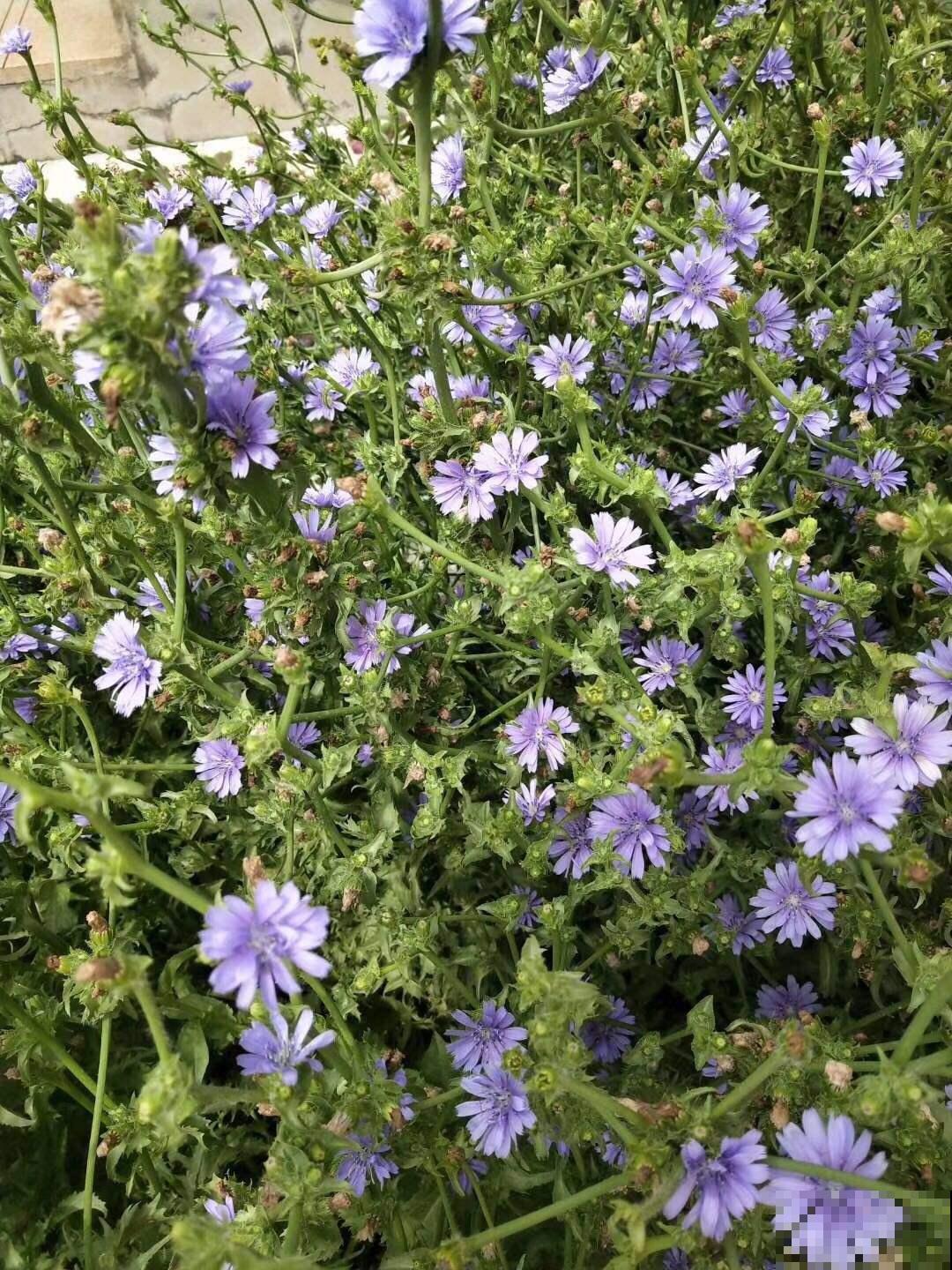 农村常见的野草，现在30块钱一斤，城里超市买不到