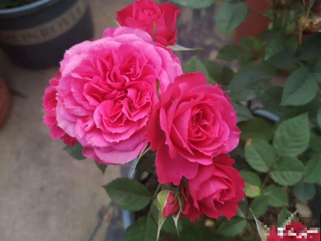 自制养花杀虫水，现在给花喷一喷，3天见效