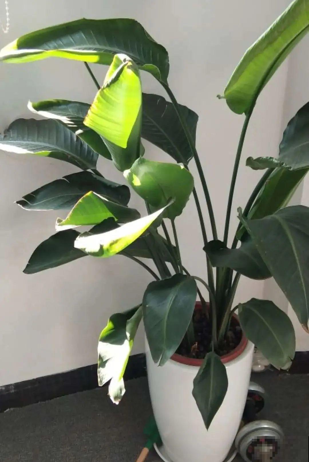 养花一直不开花,给他套个黑塑料袋,花苞呼呼冒 养花一直不开花,给他套个黑塑料袋,花苞呼呼冒