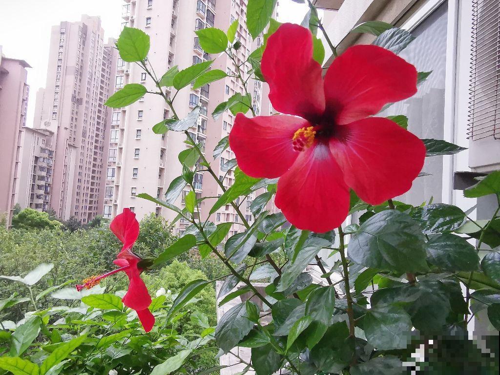 爱养花的男人,性格一定不会太差,找他准没错 爱养花的男人,性格一定不会太差,找他准没错