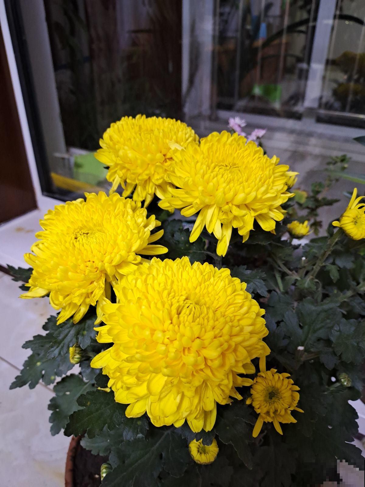 花卉里的“俏姑娘”，只有秋天才开花，错过还得等一年