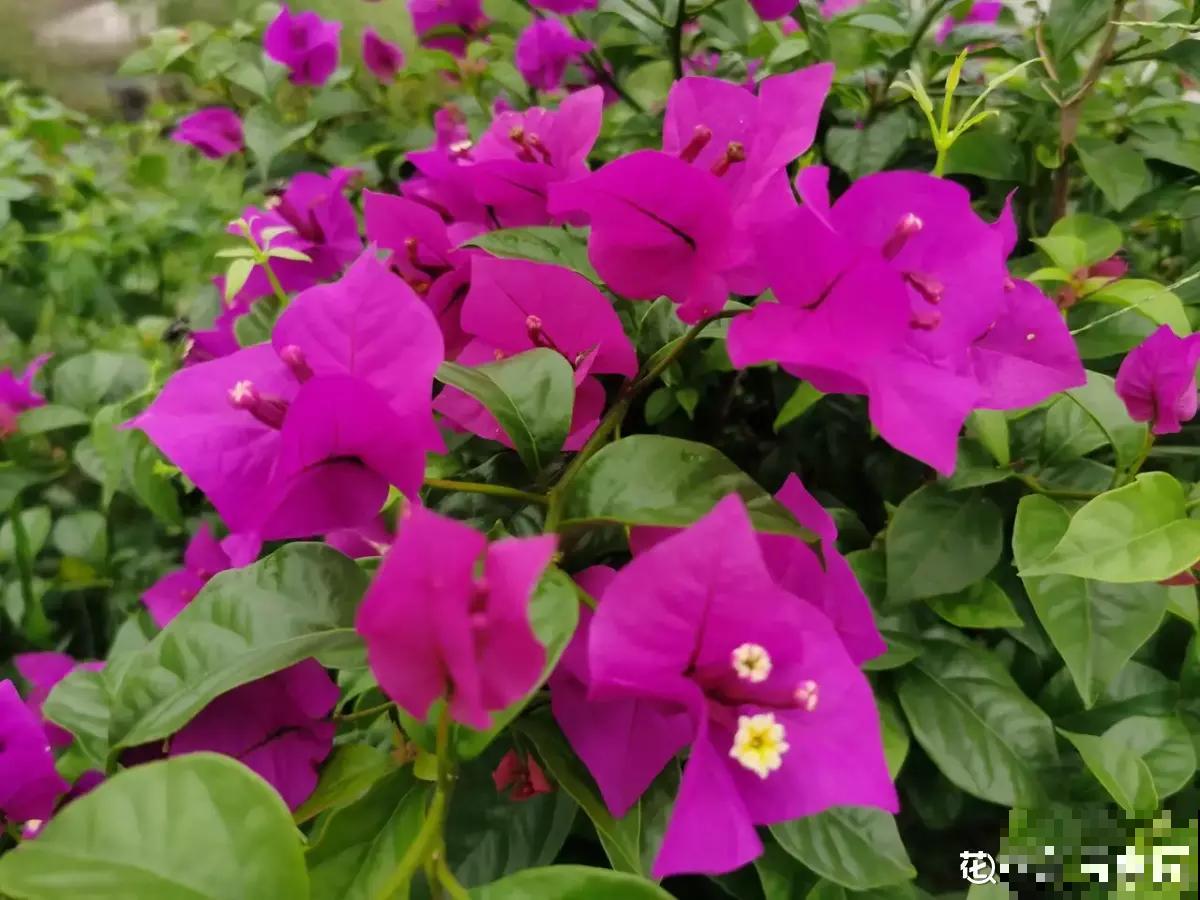 老花匠养三角梅开花不断，而你还在担心落叶问题，差在哪了？