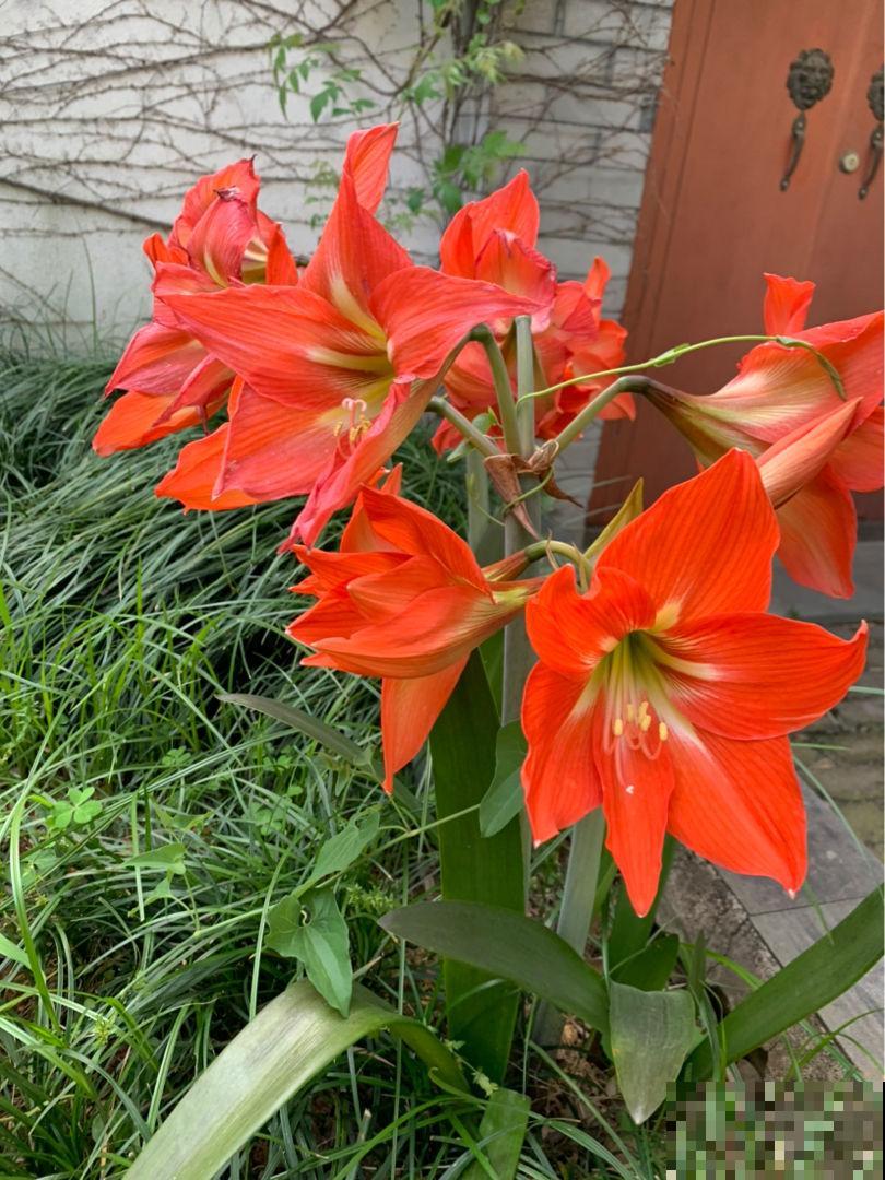 3种花，一般人不养，养起来就“上瘾”