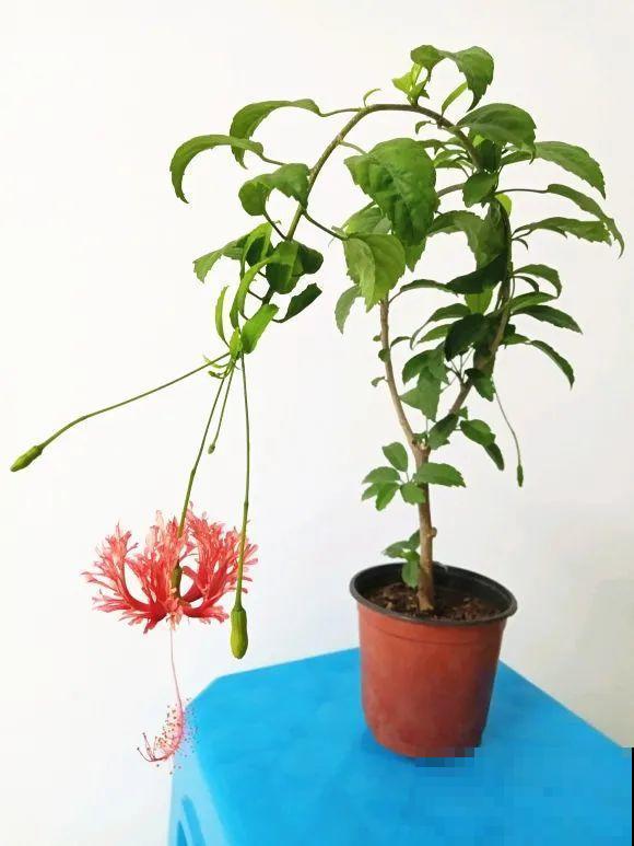 1种花俗称“摇钱树”，满盆长满小元宝，大吉大利，好看吉祥！