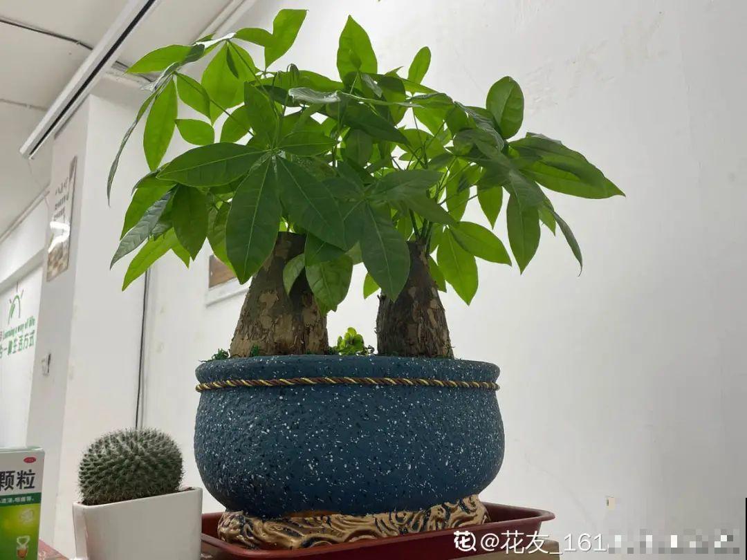 15种花，冬季浇水要注意，浇错了容易冻伤