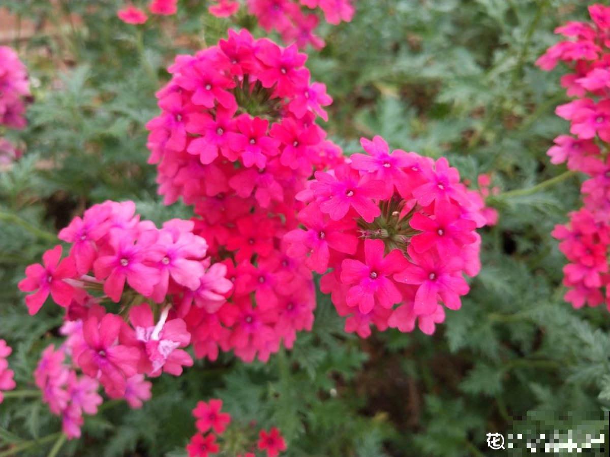 1种“美女花”，长在路边是野花，回家种就成了“开花机器”