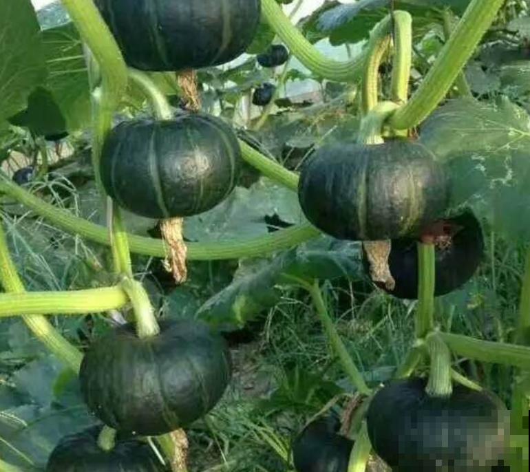 南瓜种植时间和方法