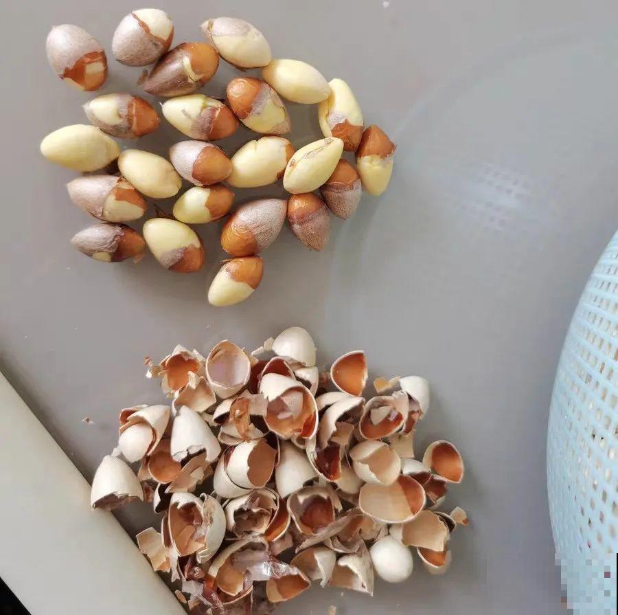 路上看见银杏果,不要捡,小心有毒! 路上看见银杏果,不要捡,小心有毒!