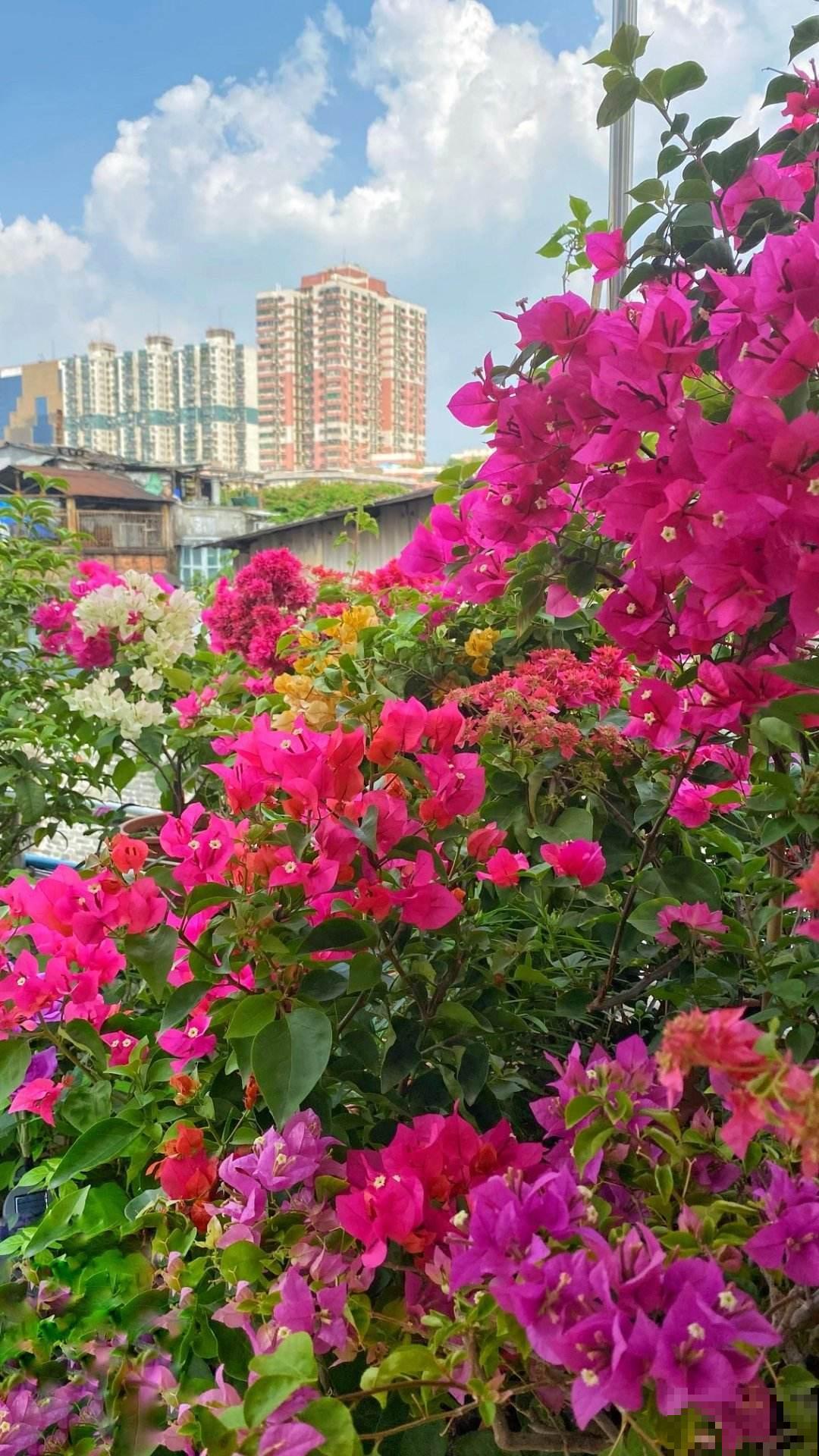 四季开花的植物，阳台养一盆就变“小花园”，花期“超长待机”