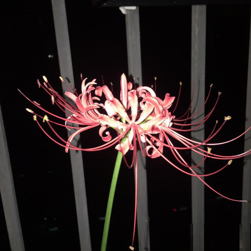 秋天常见的60种花，最全花卉图谱，收藏起来慢慢看