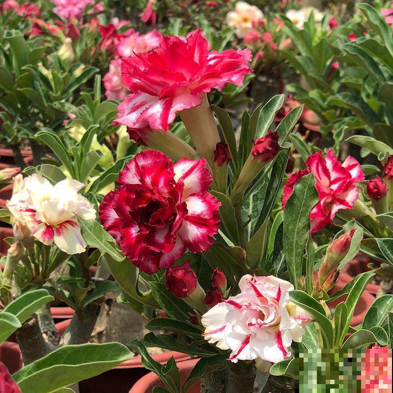 秋天养花也要学会“贴秋膘”，肥料用的对，植物才能疯长不停